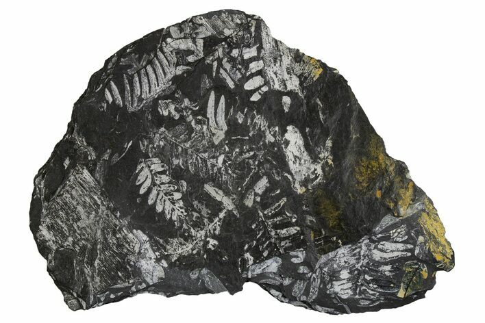 Fossil Seed Fern (Alethopteris) Plate - Pennsylvania #326302